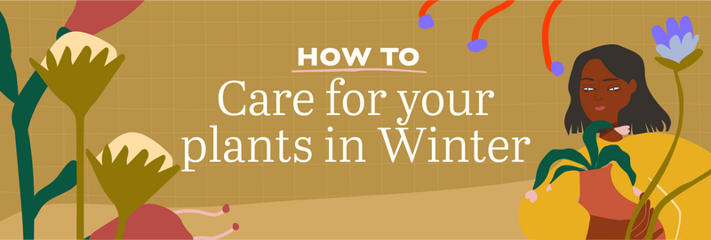 How to Care for Your Plants in Winter