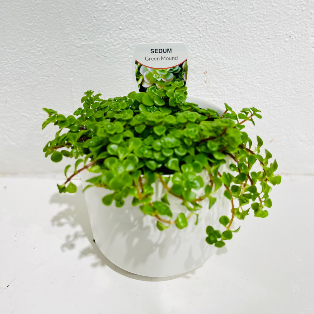 Sedum ‘Green Mound’