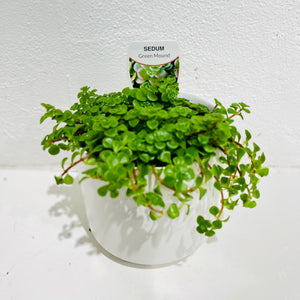 Sedum ‘Green Mound’