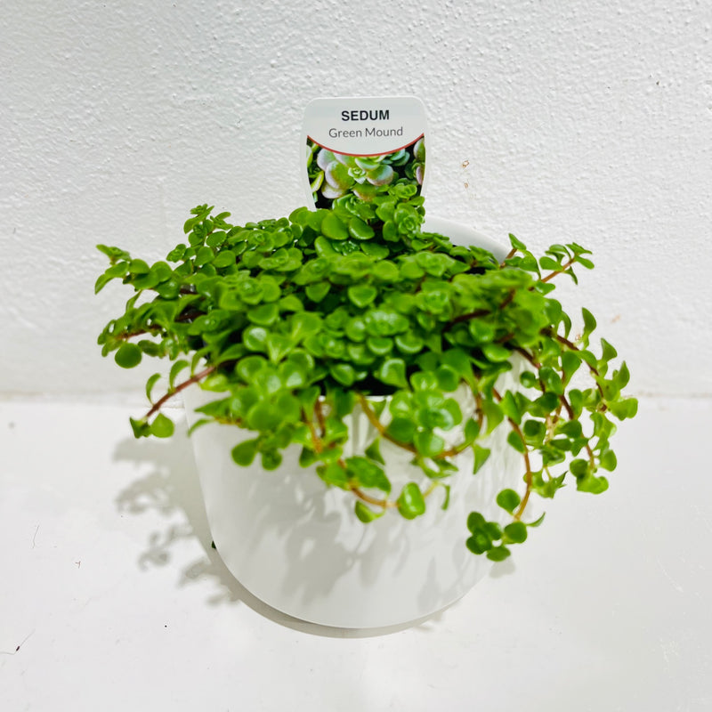 Sedum ‘Green Mound’