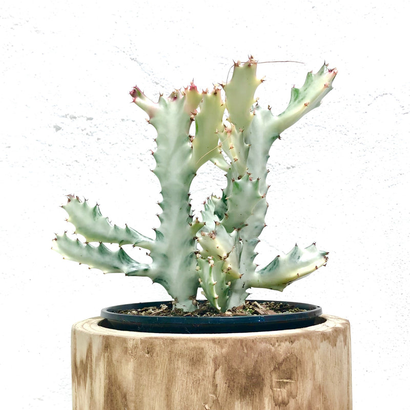 Euphorbia lactea variegata ‘White Ghost’ - 190mm - RARE