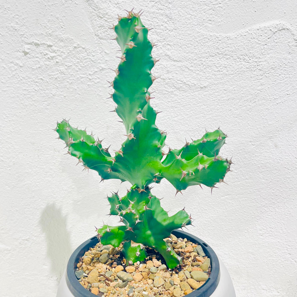 Euphorbia tortilis - RARE - 180mm