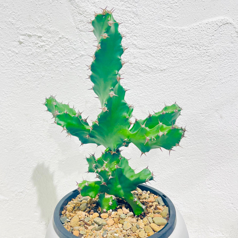 Euphorbia tortilis - RARE - 180mm