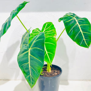 Alocasia ‘Green Velvet’ 180mm