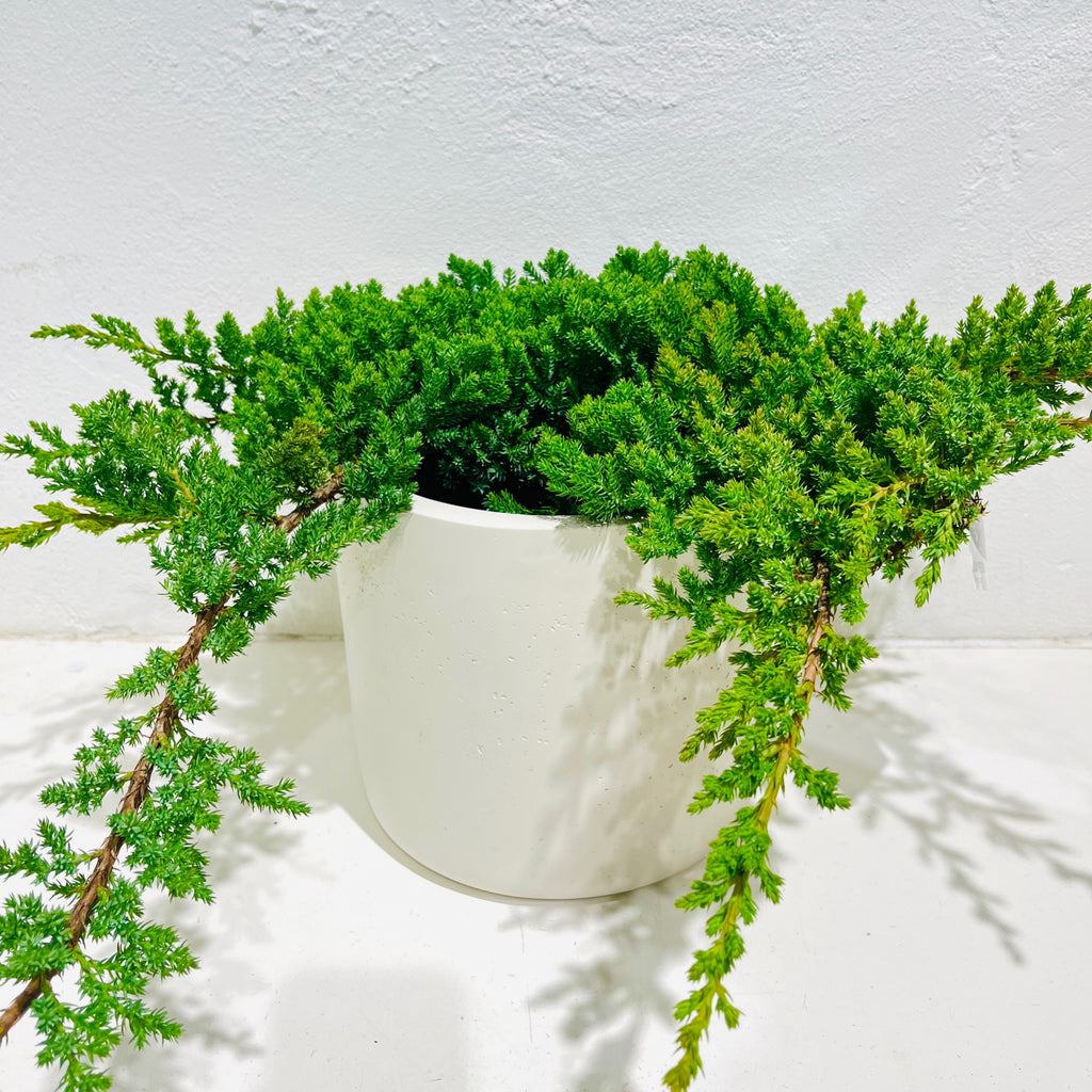 Juniperus squamata prostrata