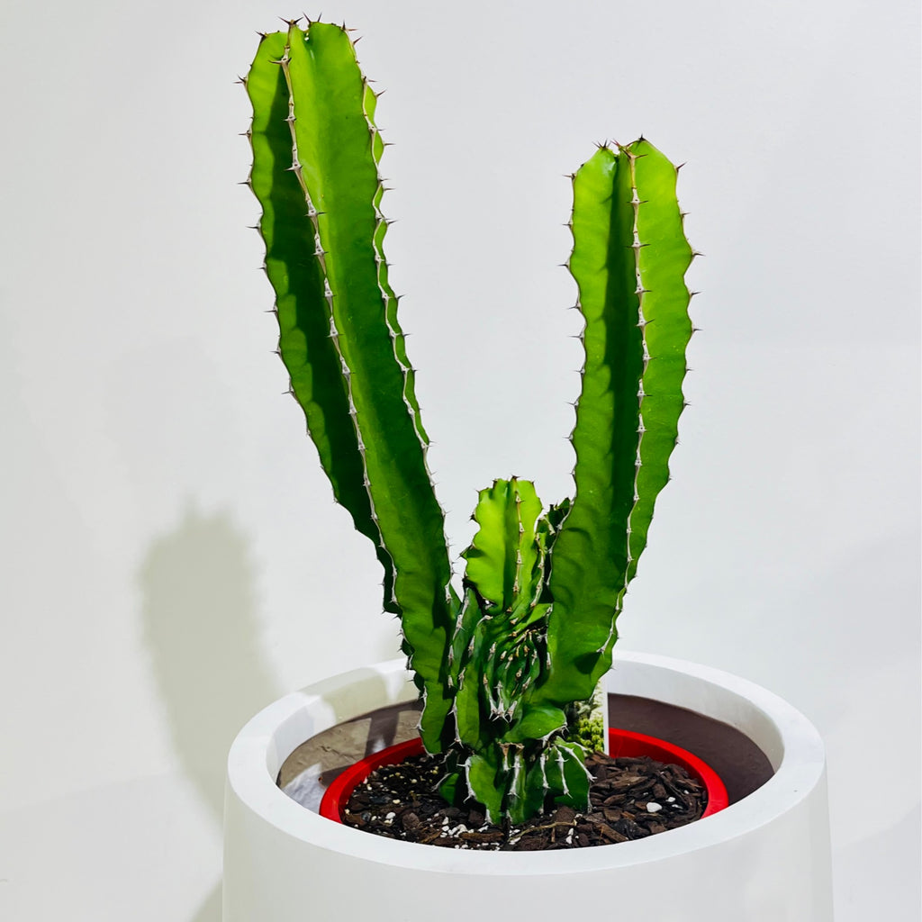 Euphorbia kibwezensis