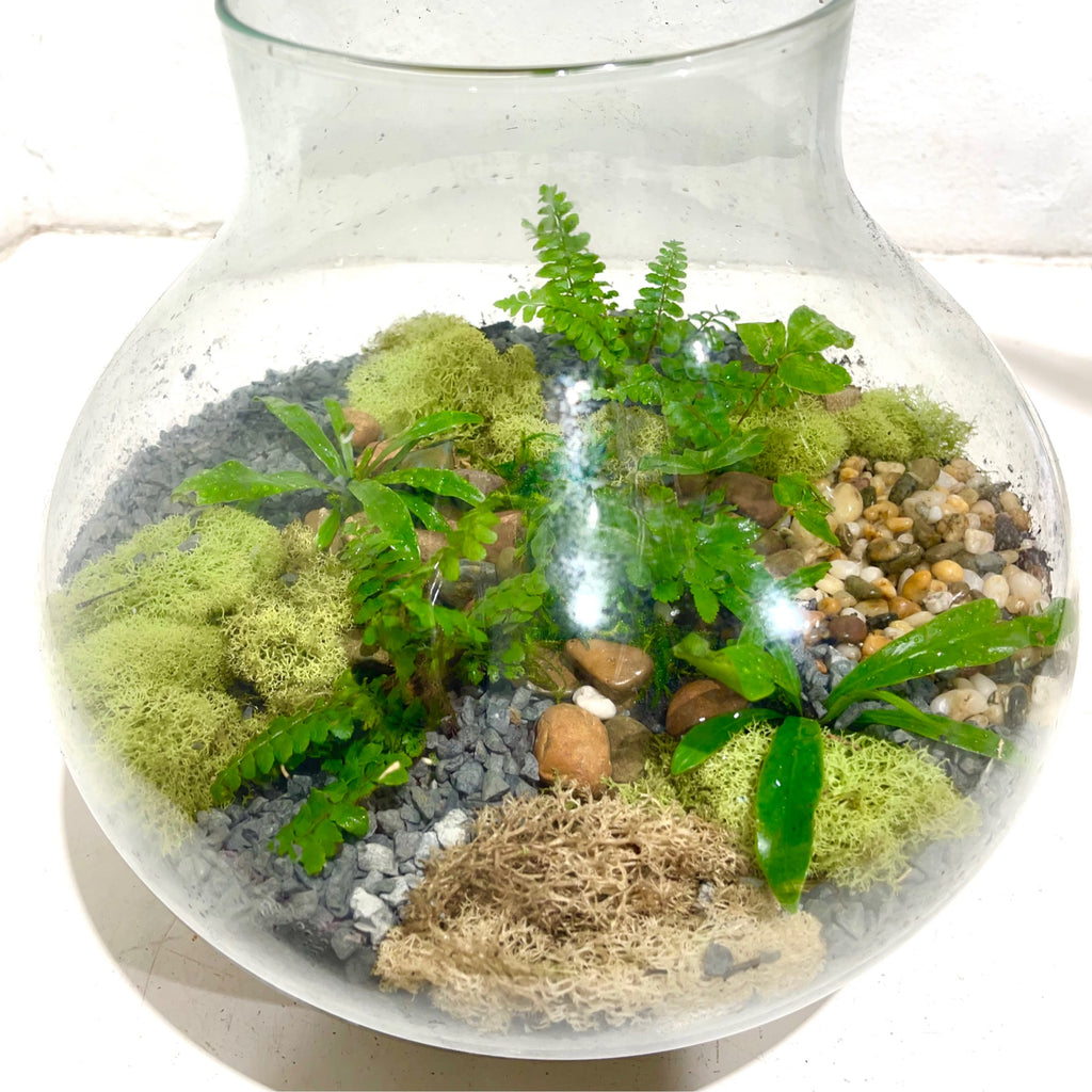 Terrarium ‘Fern Gully’