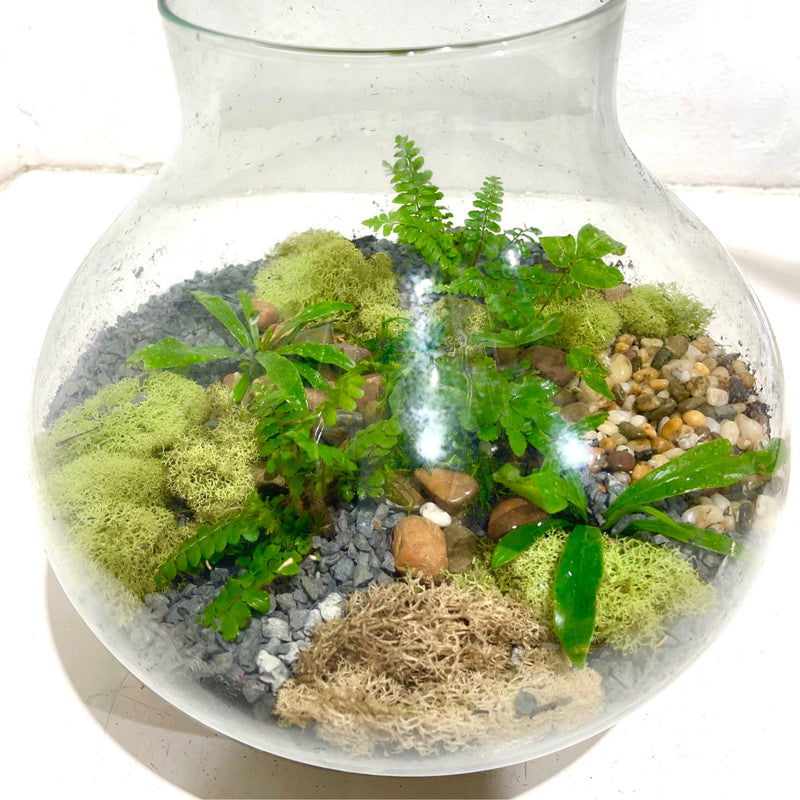 Terrarium ‘Fern Gully’