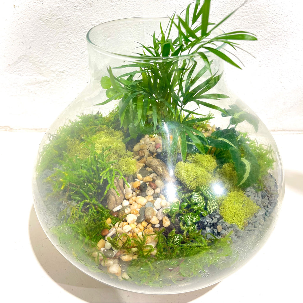 Terrarium ‘Tropical Oasis’