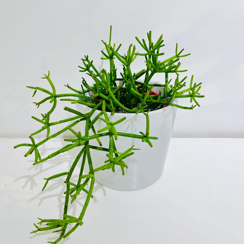 Rhipsalis grandiflora