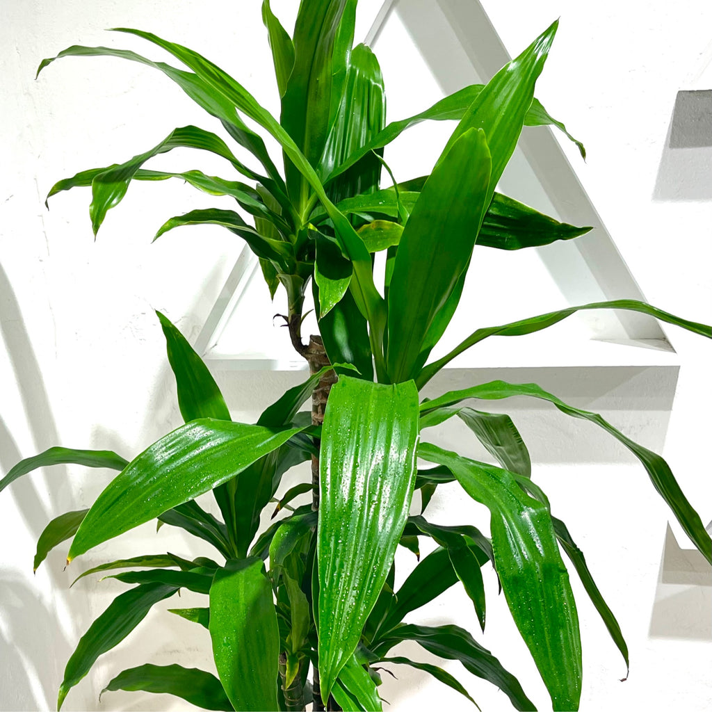 Dracaena ‘Janet Craig’