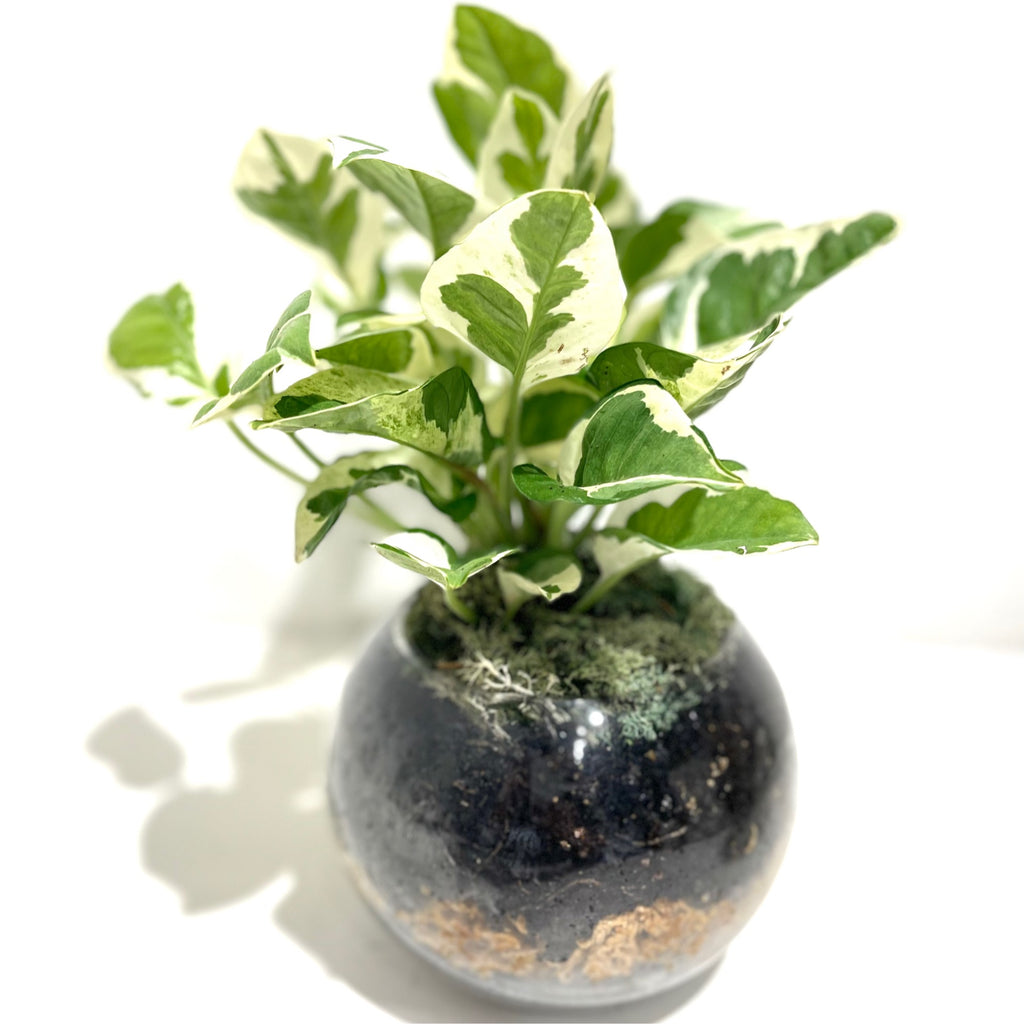 Terrarium ‘Orb’