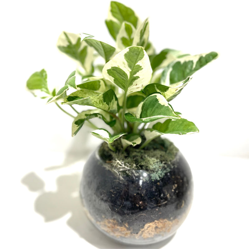 Terrarium ‘Orb’
