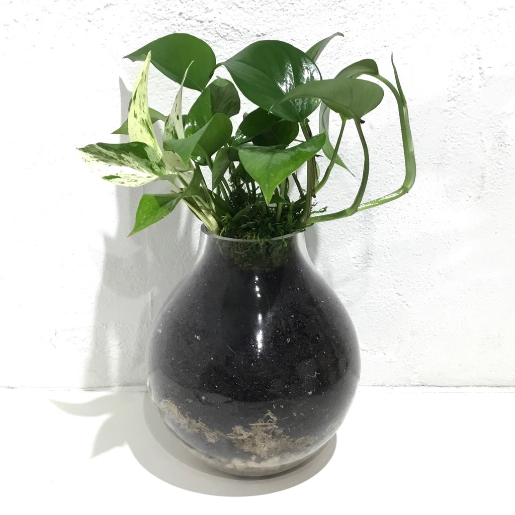 Terrarium ‘Purling Brook Falls’