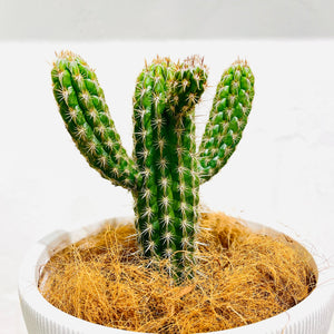 Pilocereus gounellei ‘Xique-Xique’