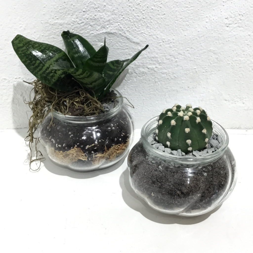 Terrarium ‘Pot of Gold’