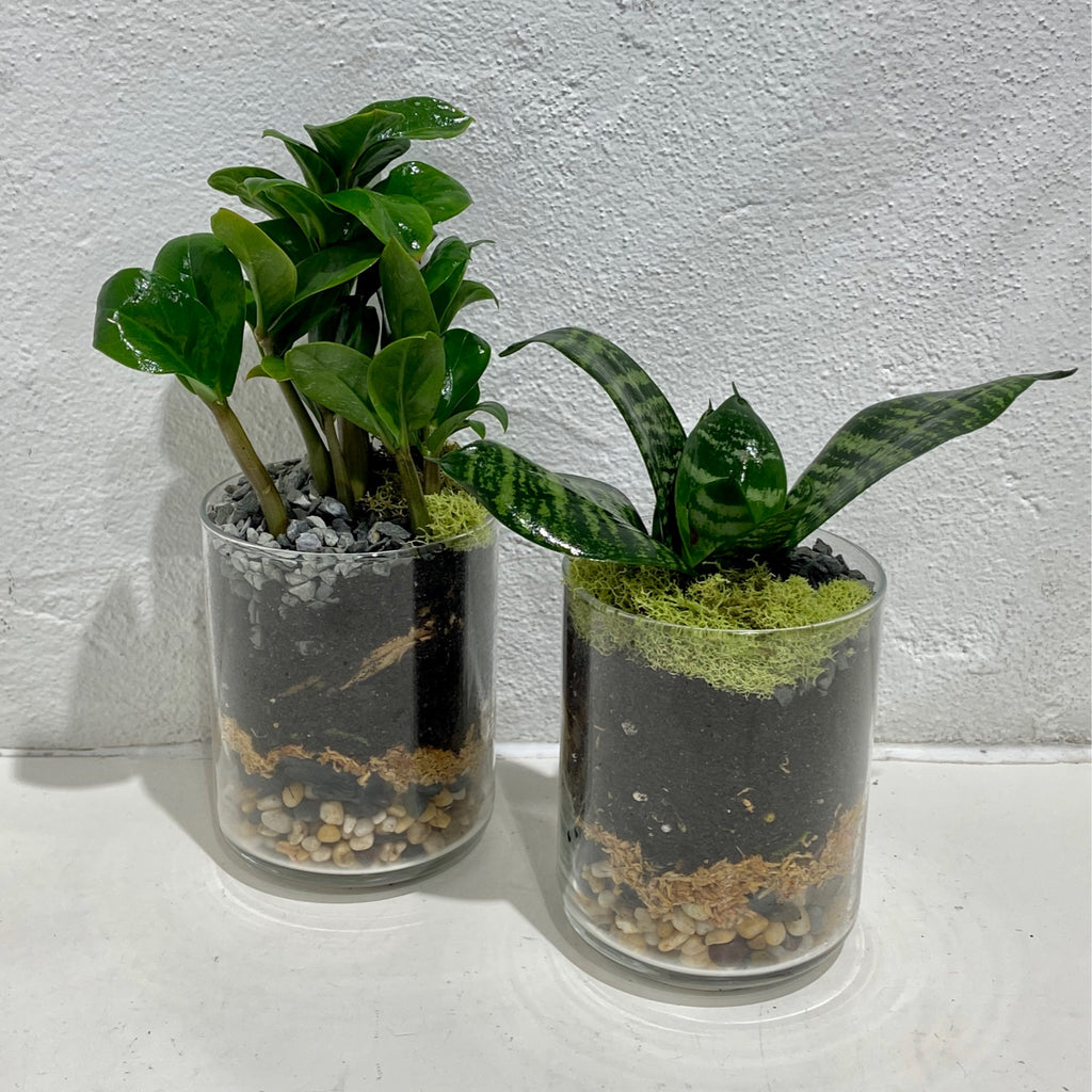 Terrarium ‘Crystal Cylinders’