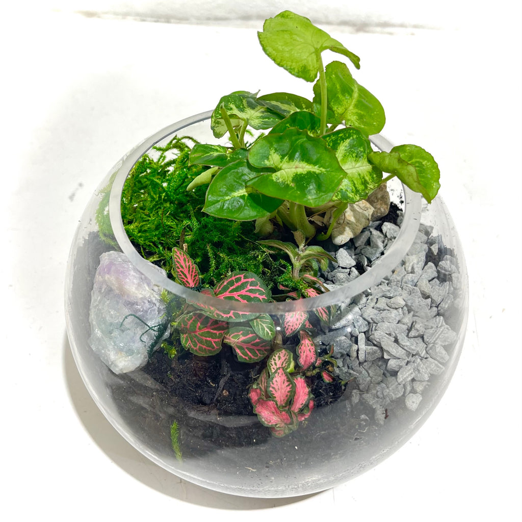 Terrarium ‘Lily Pad’