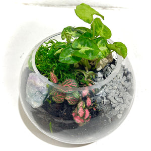 Terrarium ‘Lily Pad’