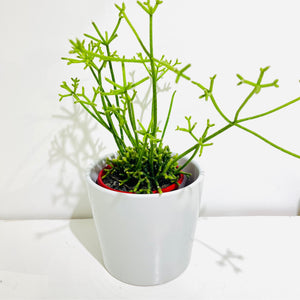 Rhipsalis cerescula