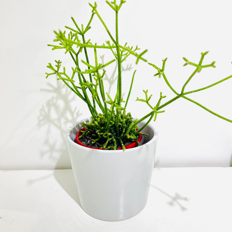 Rhipsalis cerescula