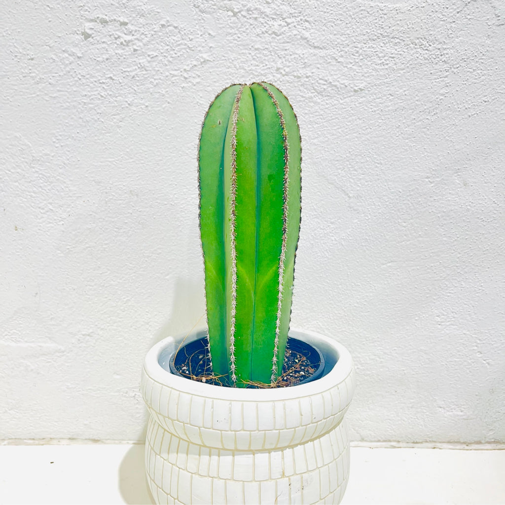 Pachycereus marginatus ‘Mexican Fence Post’