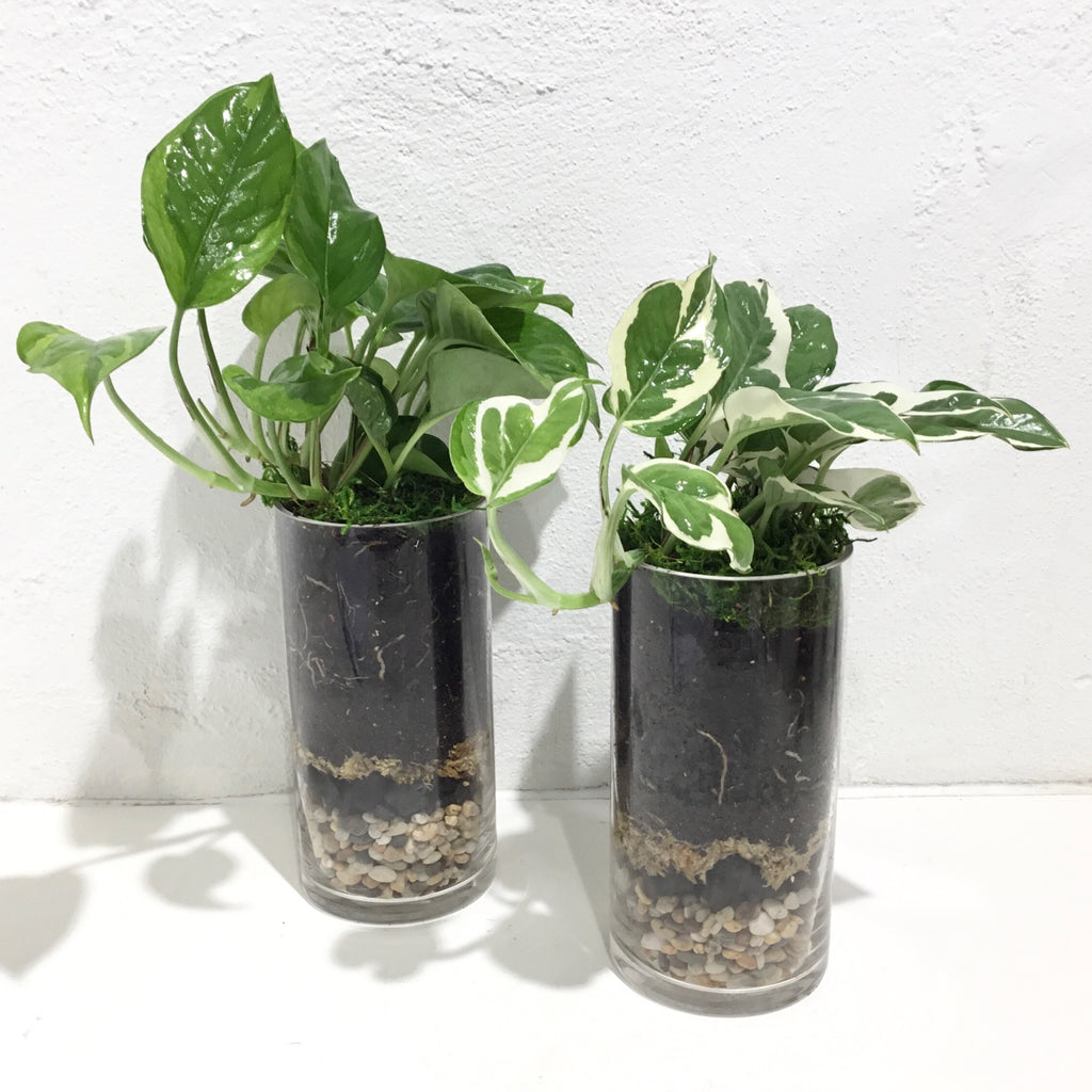Terrarium ‘Crystal Cylinders’ - TALL