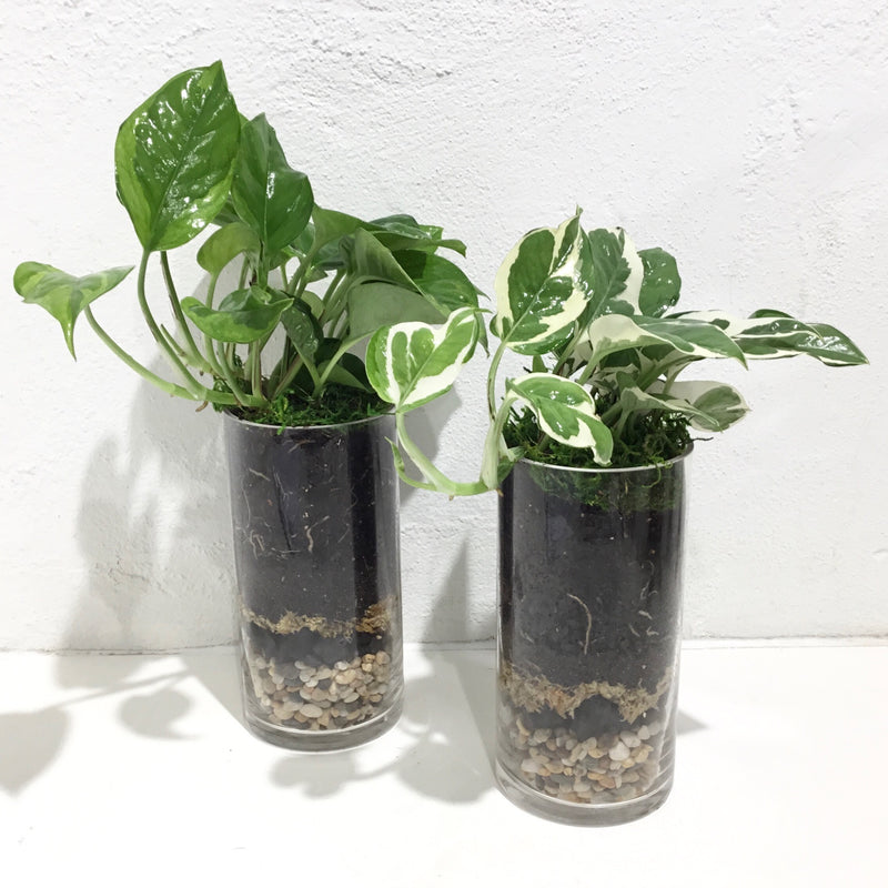 Terrarium ‘Crystal Cylinders’ - TALL