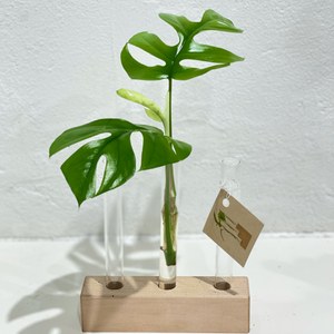 Propagation Vessel - Test Tube - Triple - Hold onto Your Plants