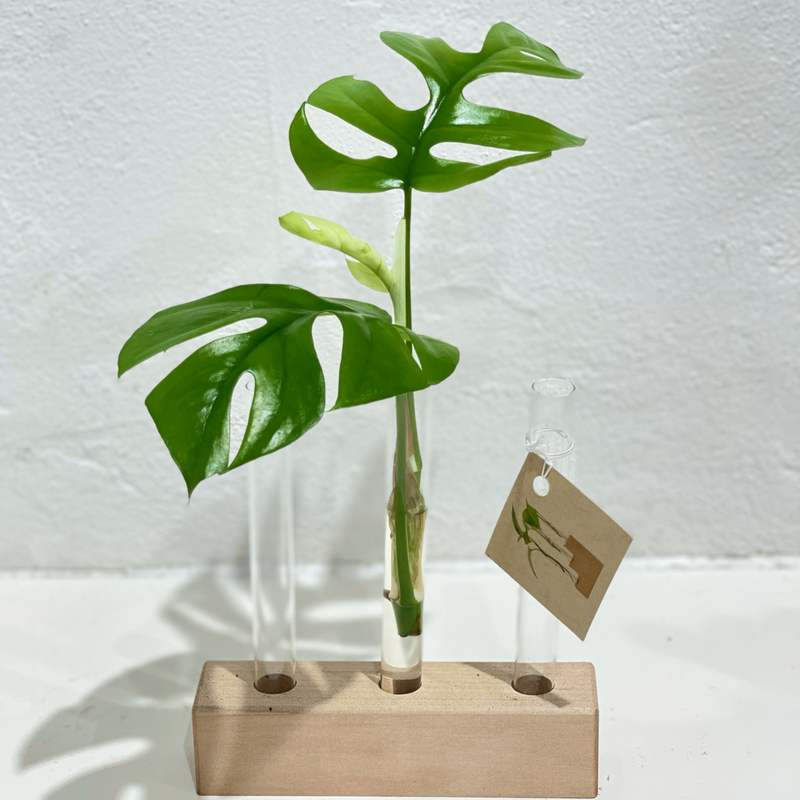 Propagation Vessel - Test Tube - Triple - Hold onto Your Plants