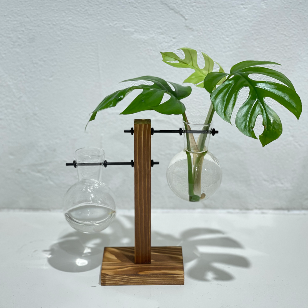 Propagation Station - Two Glass Bakers On Timber Stand / 'Staggered'