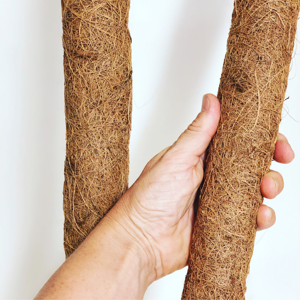 Takasho- Coco Plant Pole / Asstd sizes