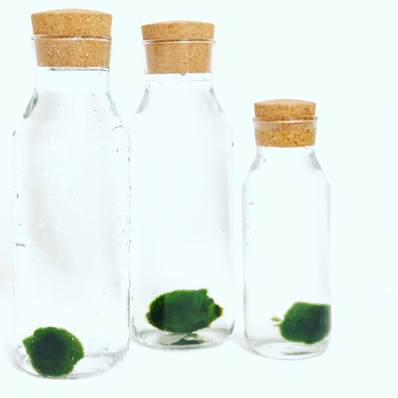 Marimo Moss Ball - Small