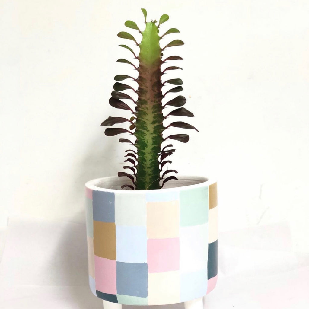 Euphorbia trigona - Purpurea asstd