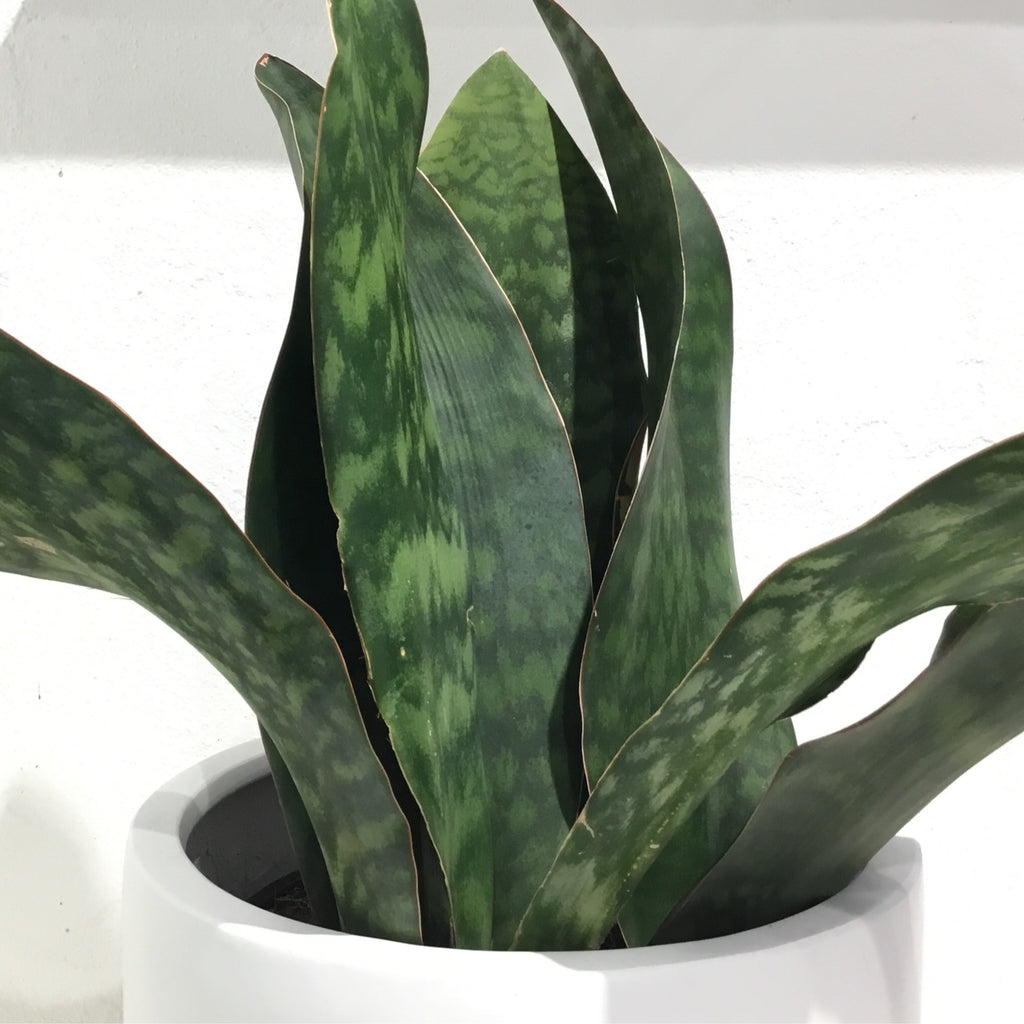 Sansevieria ‘masoniana’ Congo