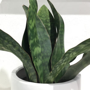 Sansevieria ‘masoniana’ Congo
