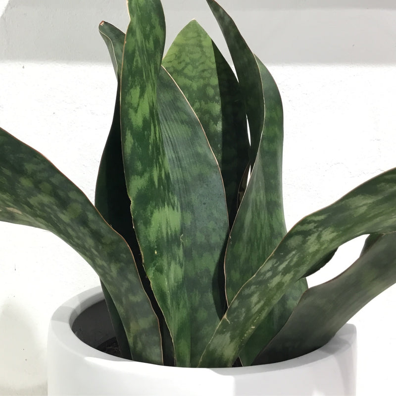 Sansevieria ‘masoniana’ Congo