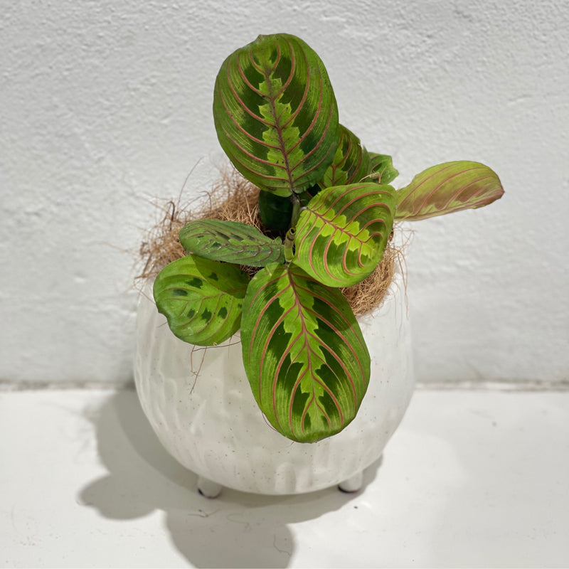 Maranta ‘Prayer Plant’ Red