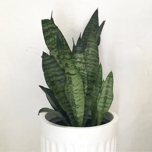 Sansevieria trifasciata ‘Robusta’