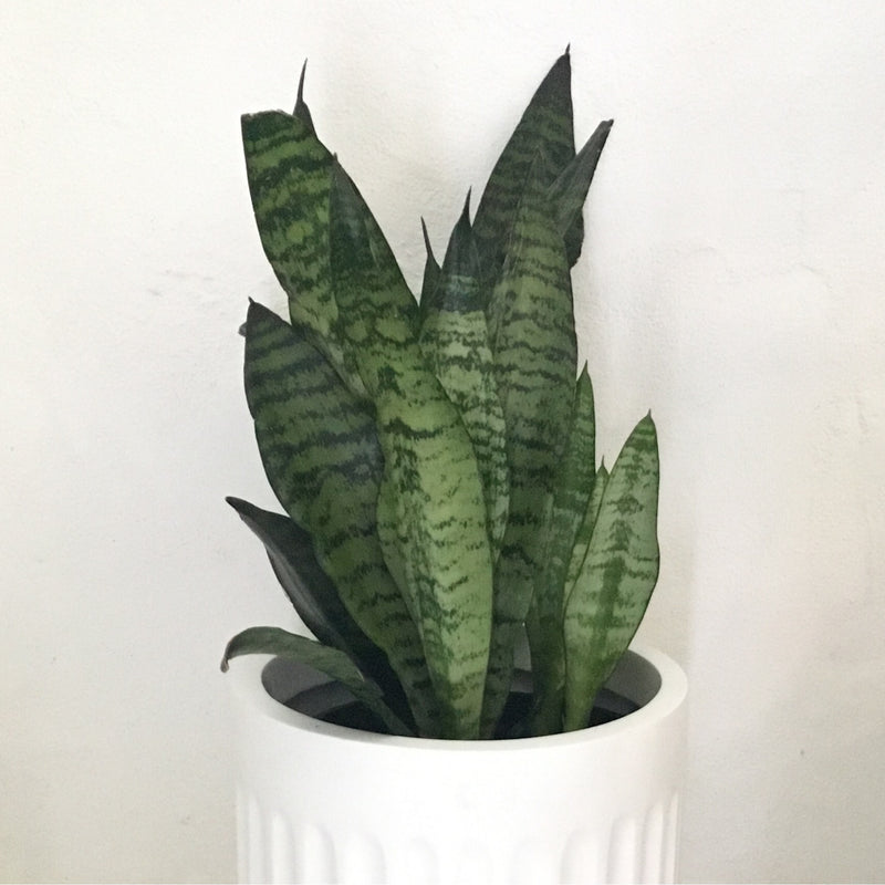 Sansevieria trifasciata ‘Robusta’