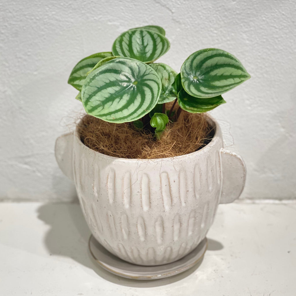 Peperomia argyreia ‘Watermelon Peperomia’ - RARE
