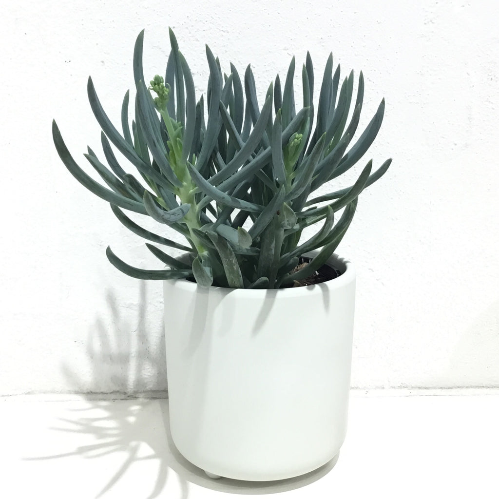 Senecio mandraliscae “Blue Chalksticks” - 120mm