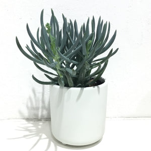 Senecio mandraliscae “Blue Chalksticks” - 120mm