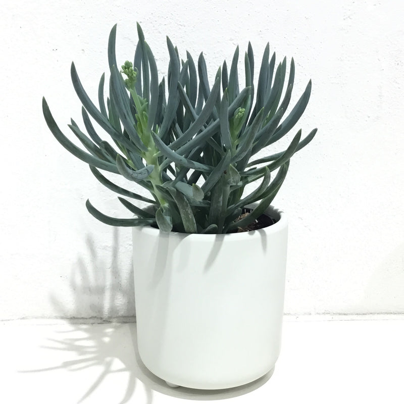 Senecio mandraliscae “Blue Chalksticks” - 120mm