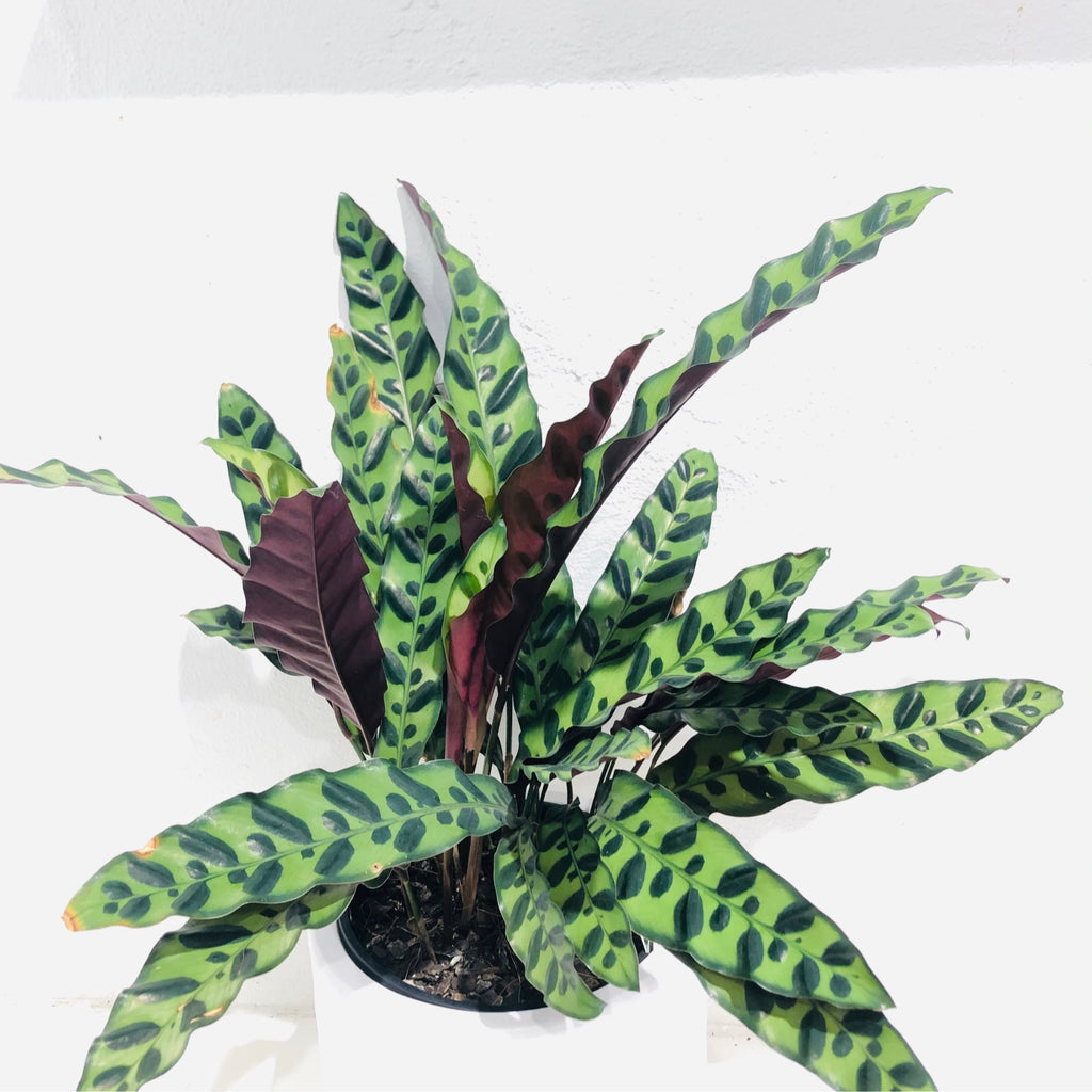 Calathea insignis - ‘Rattlesnake plant’