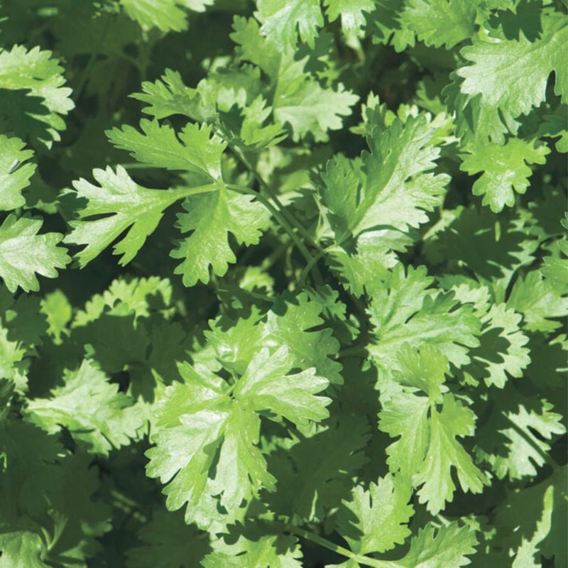 Herb Seeds - Coriander ‘Eureka Green’