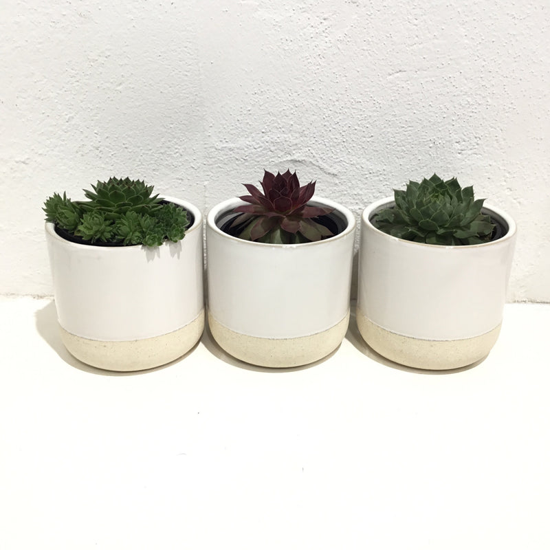 Sempervivum varieties 100mm
