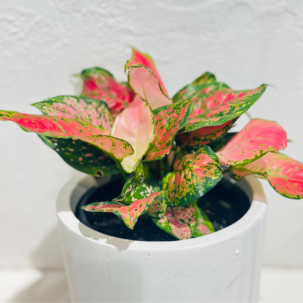 Aglaonema ‘Red Valentine’