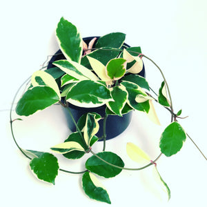 Hoya - Krimson Queen - 180mm