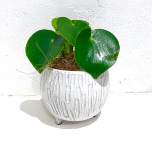 Peperomia - Raindrop